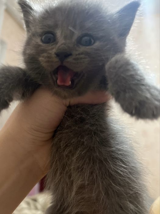 Продается кошка скоттиш страйт