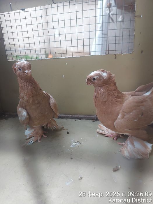 Голуби нават маладые