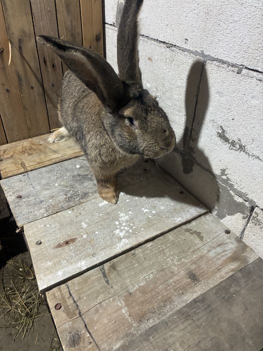 Vand iepuroi urias german