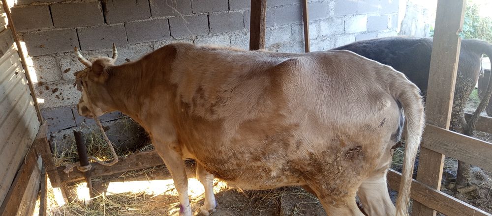 Продам корову на согым