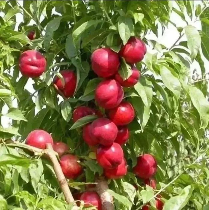 Фермир хужалигда йитишьирлган