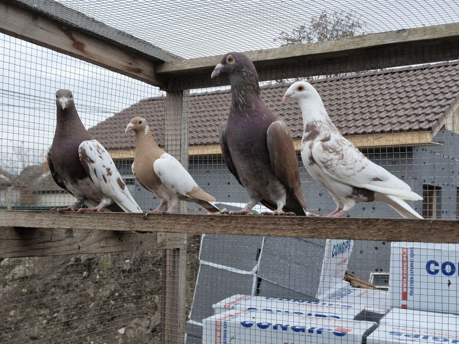 Porumbei de vânzare din poze !