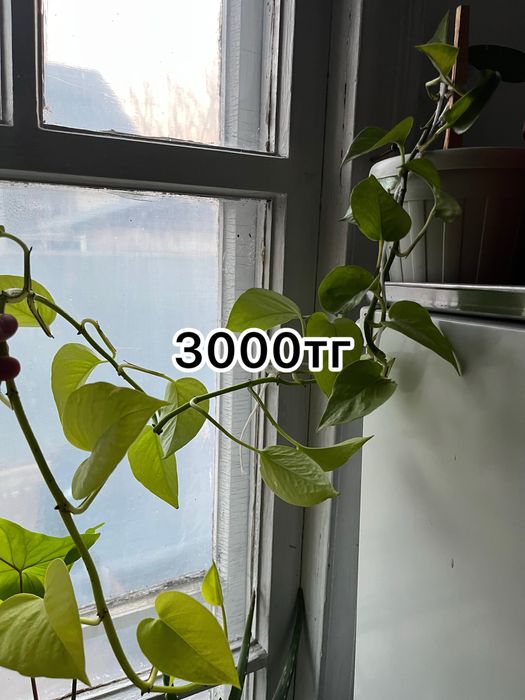 Продам цветы …….