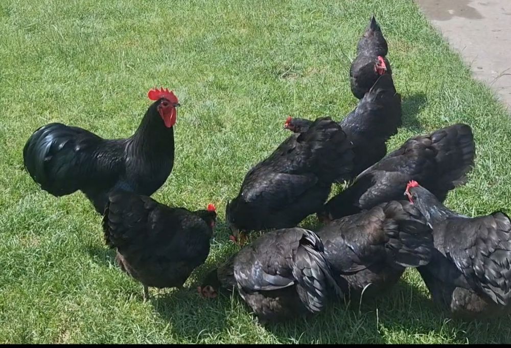 Cocos Australorp-