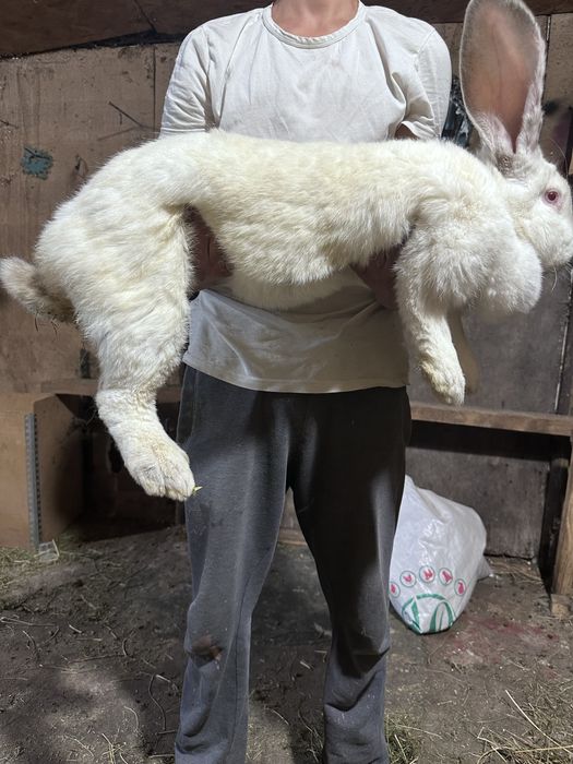Продам крольчиху