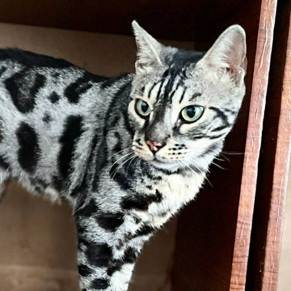 Mushuk Bengal TEKINGA Beriladi !