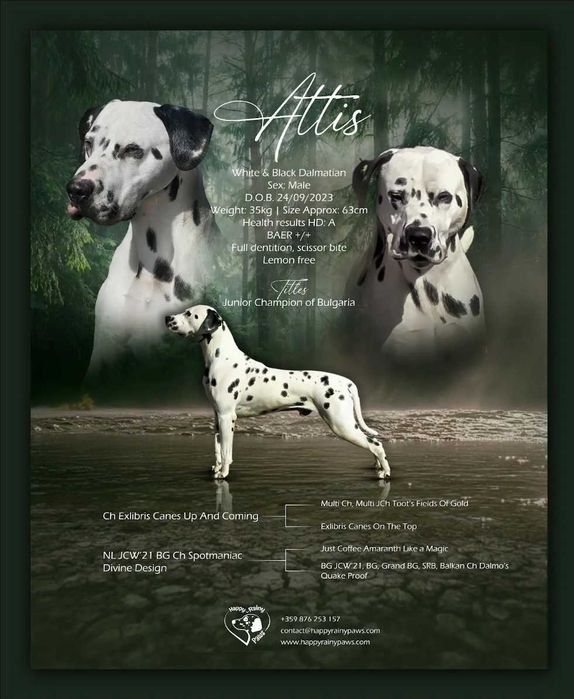 Далматин/Далматинец