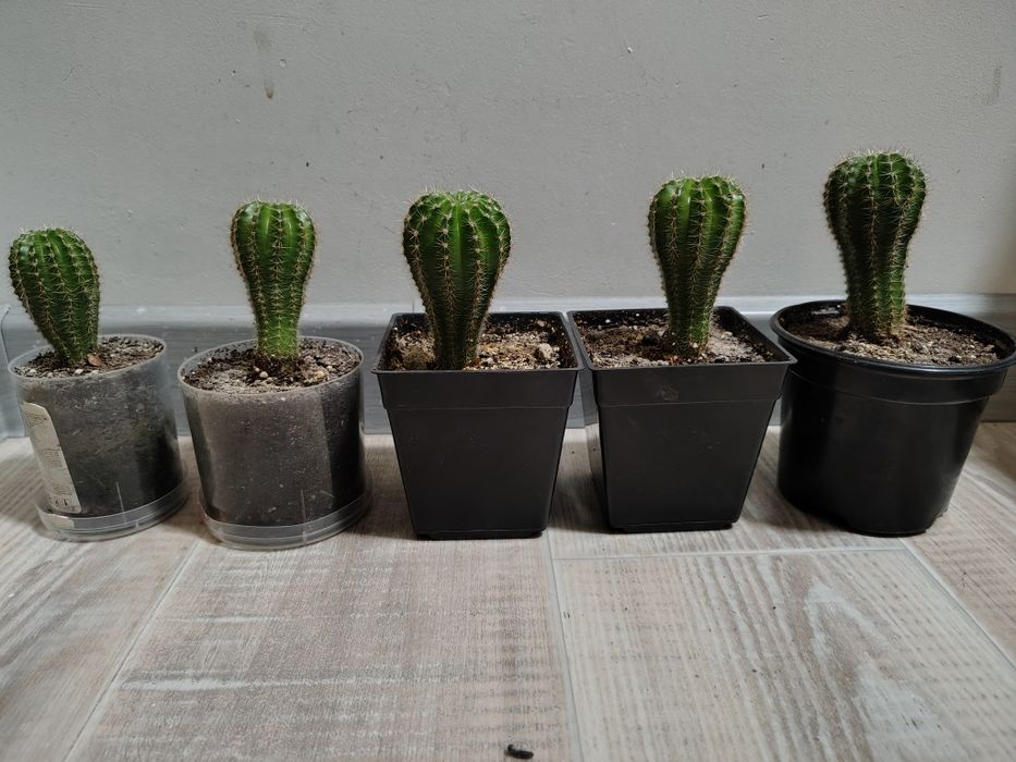 Кактус суккулент