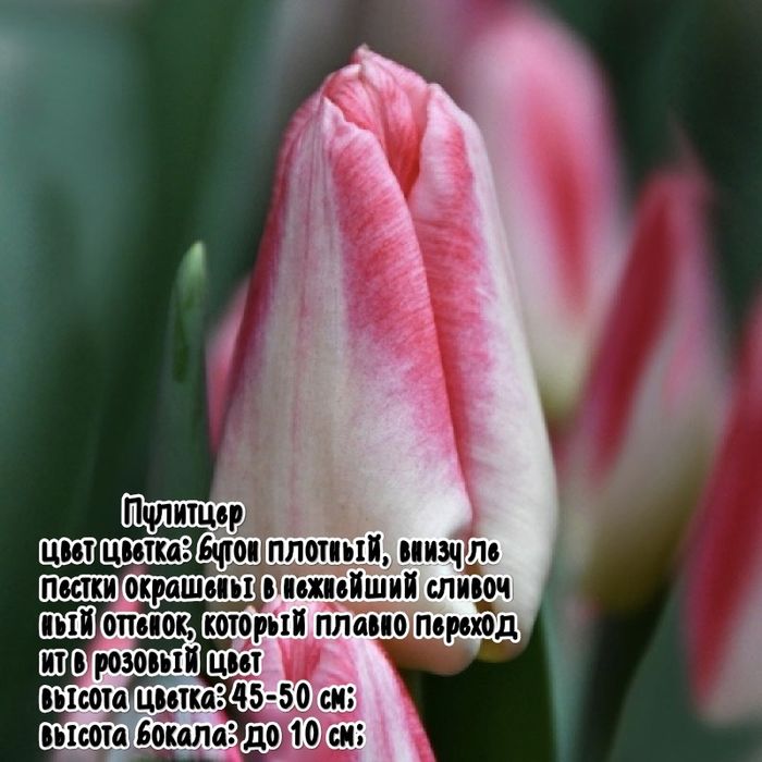 Тюльпаны к 8 марта