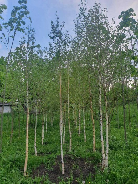 Vand Mesteacan , Tei , Platan , Artar de camp, Stejar. Plante de Padure.