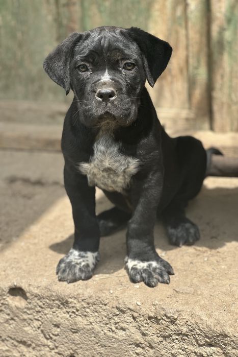 Femela cane corso black