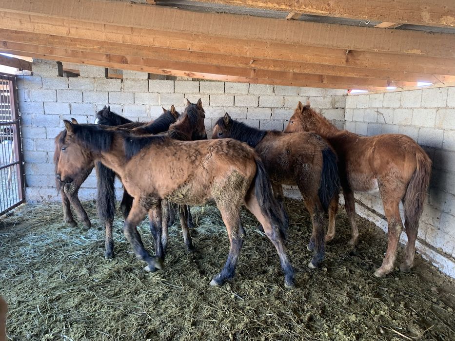 6 бас еркек тай