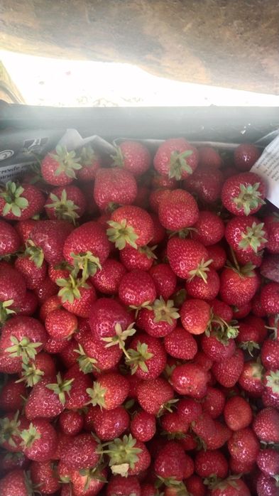 Продаже клубника читать