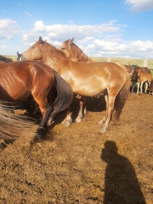 Продажа лошадей Астана