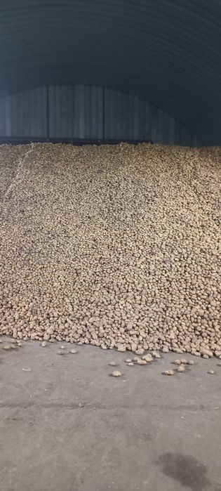 Продам Картофель