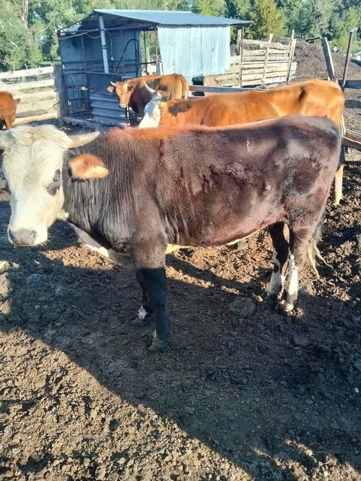 Продам бычка 1,5 годовалого
