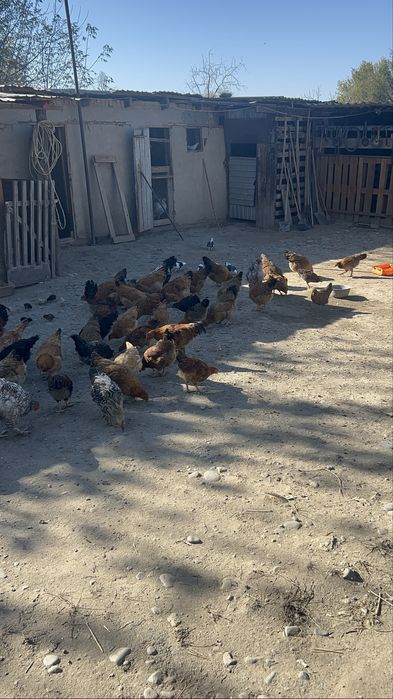 Петушки на продажу