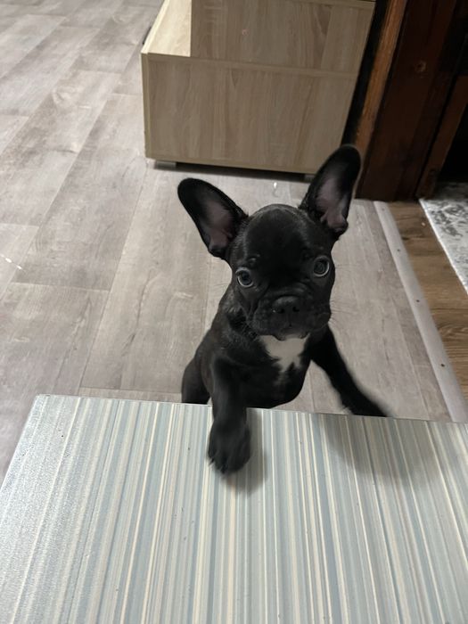Продам Французский бульдог девочка