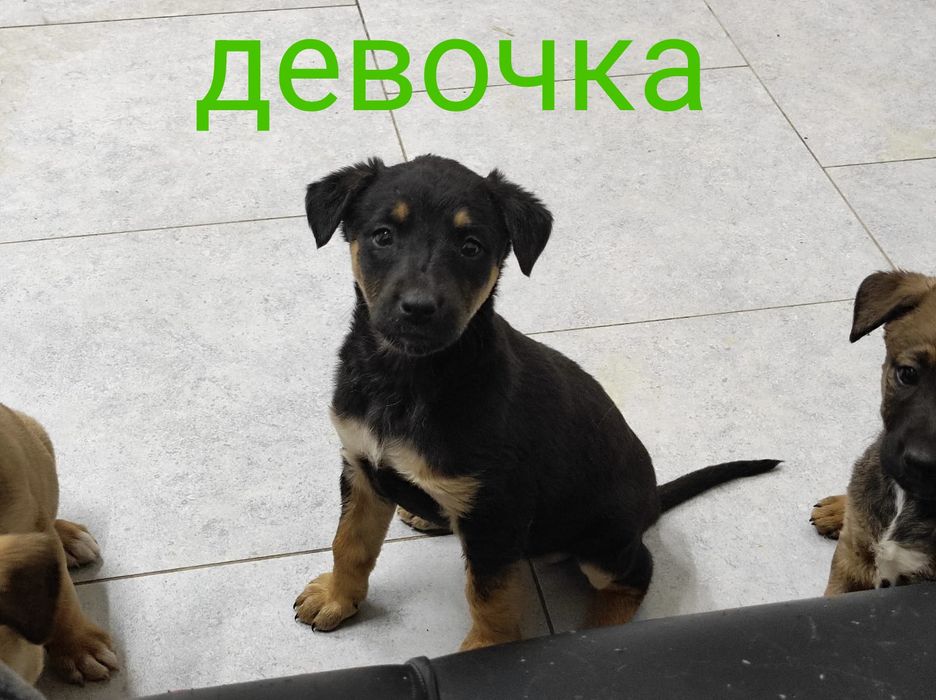 Отдам щенков в добрые руки