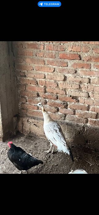 Пауни за продажба