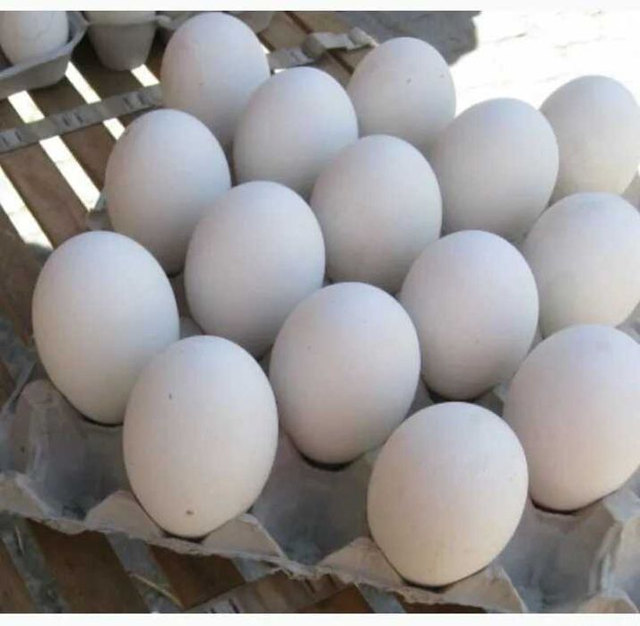 домашние гусиные яйца