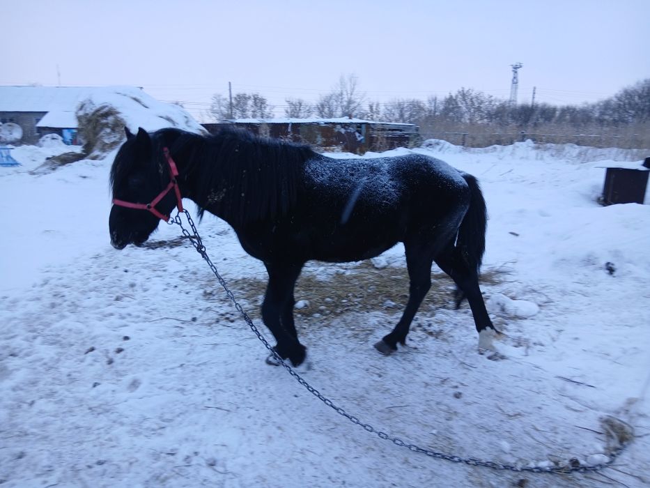 Продам жеребца 7 лет