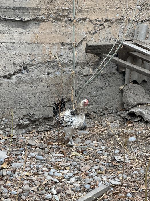 Продам карликовых петушков