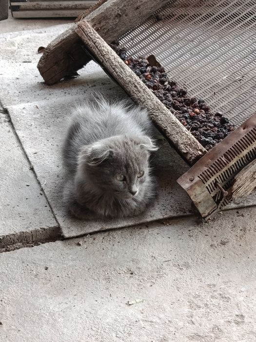Отдам котят в хорошие руки