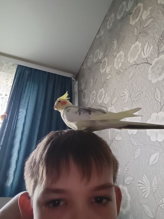 Продаю Кореллу Уральск