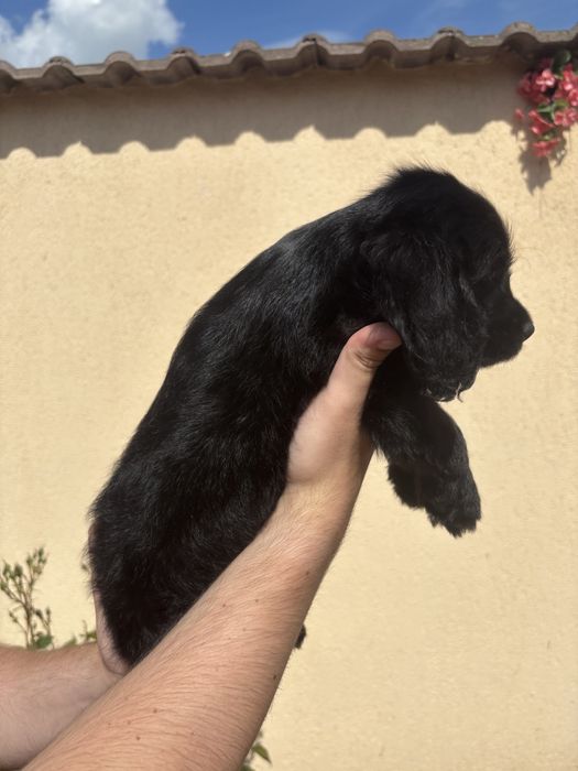 Cocker Spaniel baiat negru