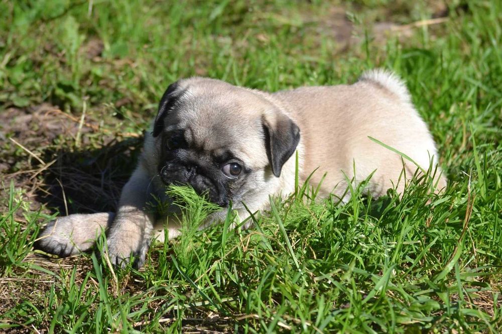 pui pug mops cu pedigree