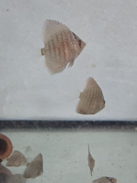 Мальки дискуса Туркис