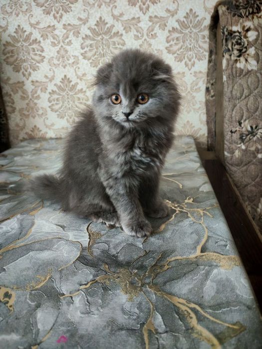Продаётся котёнок