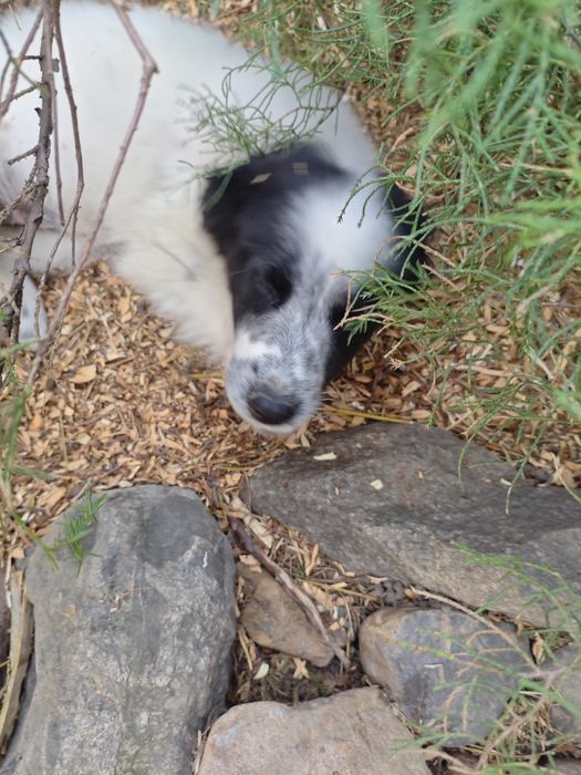 Щенок девочка 3 месяца