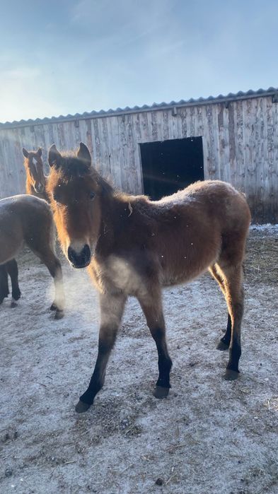 Продам лошадей жабагы!!!