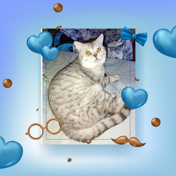 котята шотландские