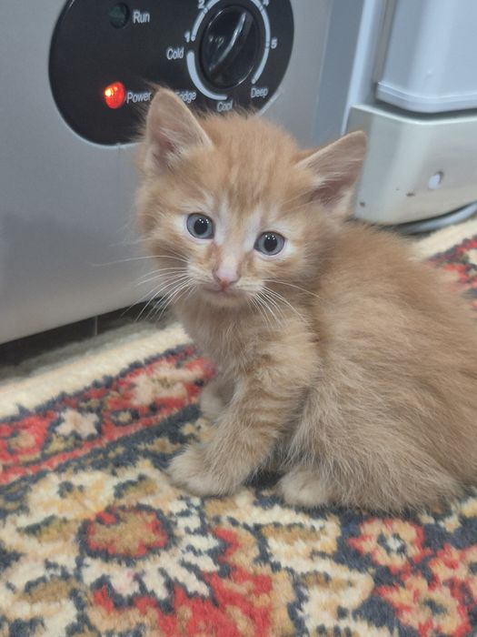 Отдам даром котят