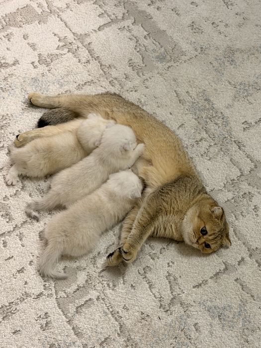 Мушукчалар сотилади