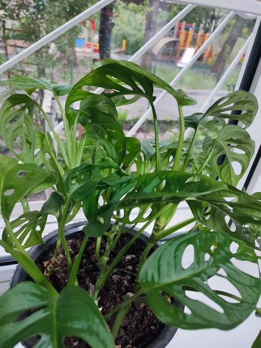 Монстера Манки (вьюн)