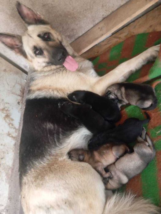 Чехословашки вълчак източно-европейска овчарка