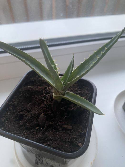 Отростки лечебного алоэ вера