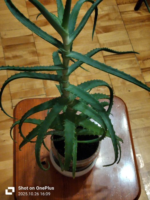 Алоэ древовидное