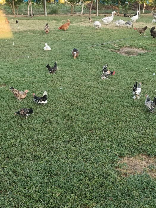 Продават се японски петлета и кокошки.