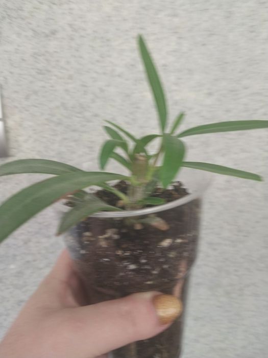 Алеандр  растение