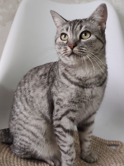 Шафрана 2 года .