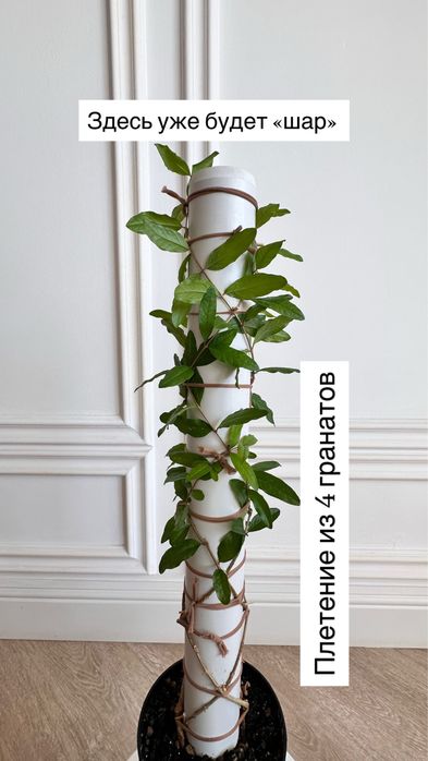 Комнатный гранат