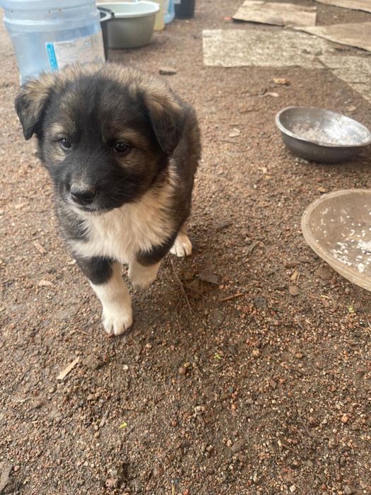 Щенки в добрые руки