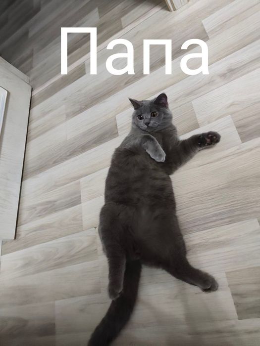 Котята чистокровный британский скоттиш фолд