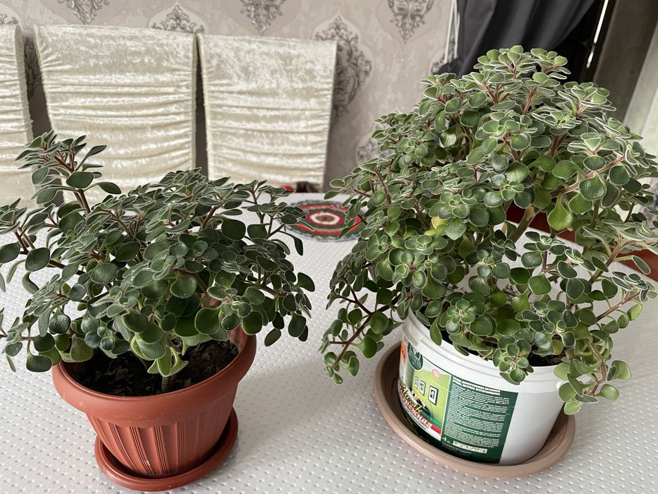 Продается цветы домашние