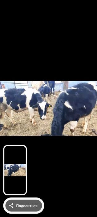 Продам оптом бычки